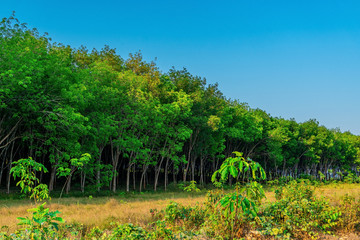 Latex rubber plantation or para rubber tree in southern Thailand