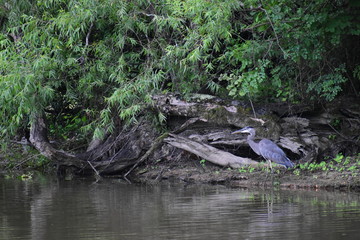 A great blue heron in a swamp