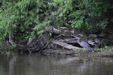 A great blue heron in a swamp