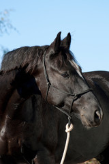 Schwarzes Pferd, wunderschöner Rappe mit Stern Portrait