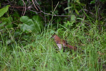 A brown bird foraging for food in tall grass