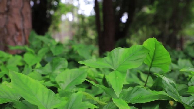 The wind pumps low plants between the trees in the forest. It's a nasty day. Art focus.