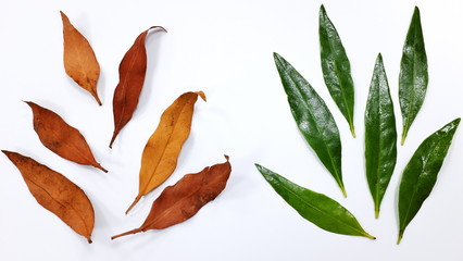 Red orange atumn leaves and bright green spring leaves in white background