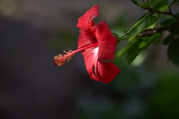 Hibiscus
