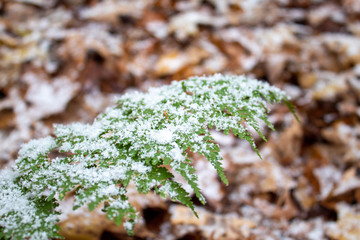 Fototapeta premium Snow-covered Fern