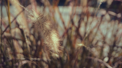 Brown reeds grass