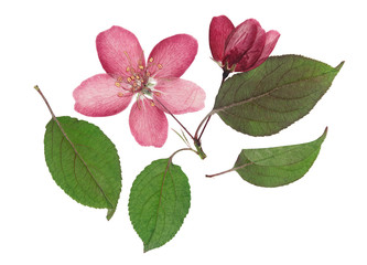 Pressed and dry pink bud and flowers of apple on racemes with leaves. Isolated on white background....