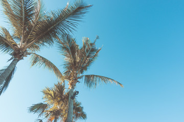 Plakat coconut palm trees with blue sky