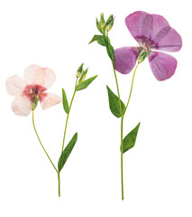 Pressed and dried delicate flower flax, isolated on white background. For use in scrapbooking, pressed floristry or herbarium.