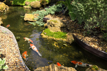 Japanese garden with koi fishes in pond