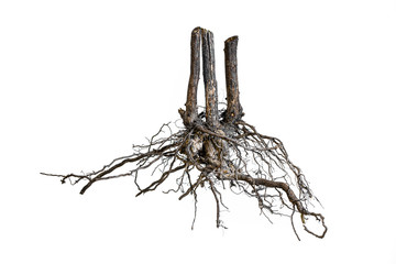 Root . Tree root. Tree stump. Roots of tree isolated on white background. © Jakaphop