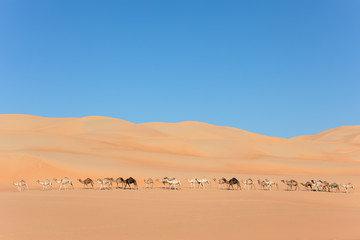 Fototapeta na wymiar Aerial view from a drone of a lined up group of dromedary camels walking in the Empty Quarters desert. Abu Dhabi, United Arab Emirates.