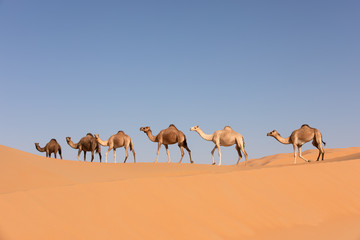 Een groep dromedariskamelen die een duin oversteken in de woestijn van de Lege Kwartieren. Abu Dhabi, Verenigde Arabische Emiraten.