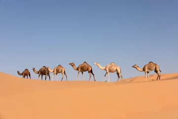 Foto op Plexiglas Een groep dromedariskamelen die een duin oversteken in de woestijn van de Lege Kwartieren. Abu Dhabi, Verenigde Arabische Emiraten. © Kertu