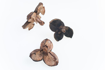 冬の森で拾った椿の殻