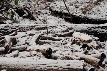 雪に覆われた大地