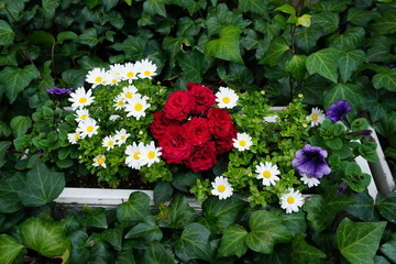 鮮やかな花々の花壇