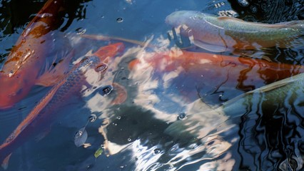 Koi fish