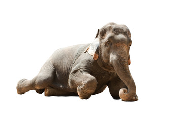 The Asian elephant sit on the ground with background