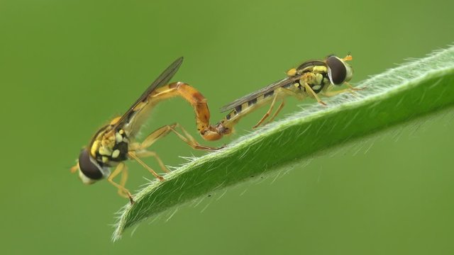 Love. Two Hoverfly, Simosyrphus Grandicornis. Courtship rituals of insects and Mating. View Macro insect in wildlife