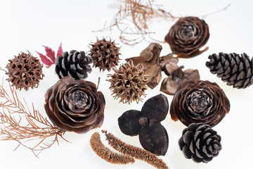 森で拾った松ぼっくりや木の実や葉っぱの集合