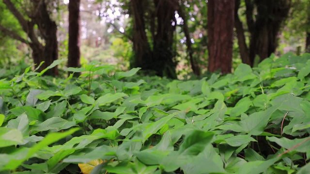 The wind pumps low plants between the trees in the forest. It's a nasty day. Art focus.