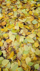 Golden autumn foliage underfoot. Autumn. Leaves.