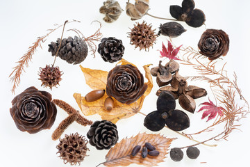 森で拾った松ぼっくりや木の実や葉っぱの集合