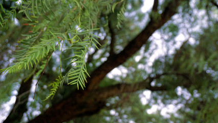 Tree leaves