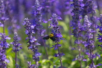 Blue salvia field in garden