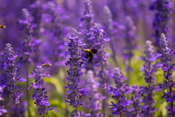 Blue salvia field in garden