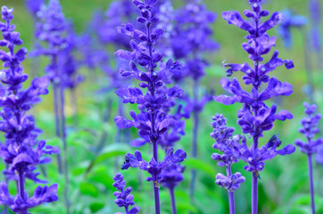 Purple flowers in the garden, blurry background