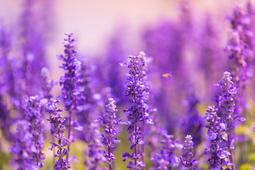 Blue salvia field in garden