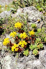 Obraz premium very beautiful bright flowers domestic and wild 