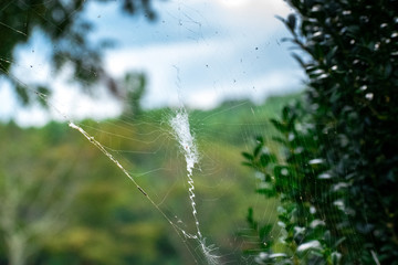 A zig zag spider web design on a web attached to a bush in the countryside of Virginia. Photo taken in horizontal, landscape orientation