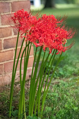 A set of spider lily grow next to a brick building in the countryside of central Virginia. Photo taken in a vertical portrait orientation.