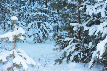 зимний пейзаж