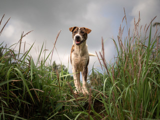 Happy asian dog in green grass field. Dramatic sky.