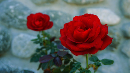 Red roses