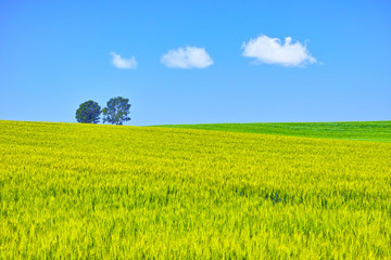 初夏の北海道、美瑛町にある親子の木