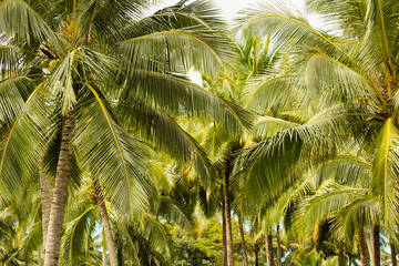 Coconut plantation in Kauai, Hawaii