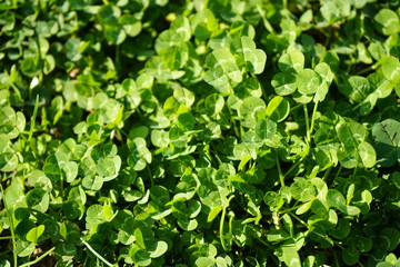 冬　クローバー