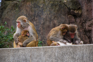 Fototapeta premium 猴子