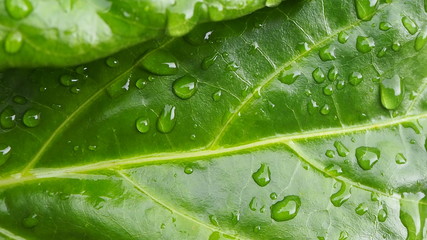 The leaves have water in the morning.