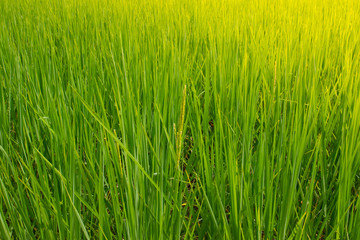 Obraz premium rice field of green grass