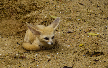 Long eared fox