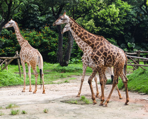 Giraffe in the zoo 动物园里的长颈鹿