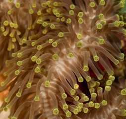 Anemone close up