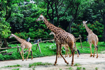 Giraffe in the zoo 动物园里的长颈鹿