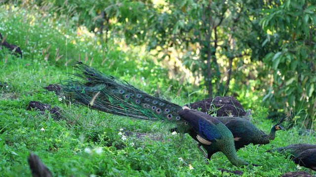 Beautiful male peacock (Green peafowl) display its tail for female peacock. 